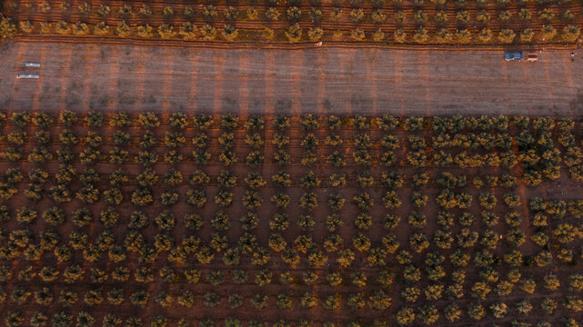 aerial overhead view of an olive farm from above