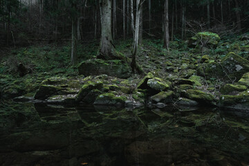 A virgin forest in the hinterlands of Japan