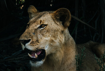 Lion close-up