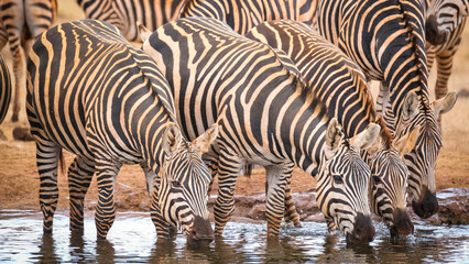 Fototapeta na wymiar Herd of zebras 