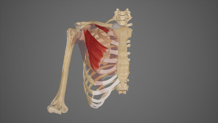 Anterior Wall of Axilla