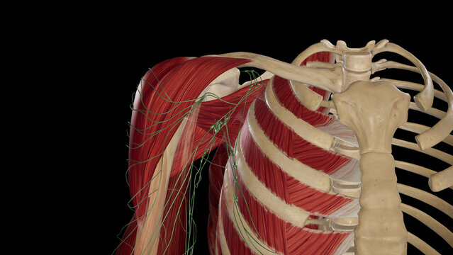 Axillary Lymph Nodes