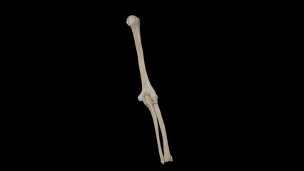 Bones of the Right arm and Forearm - Posterior View