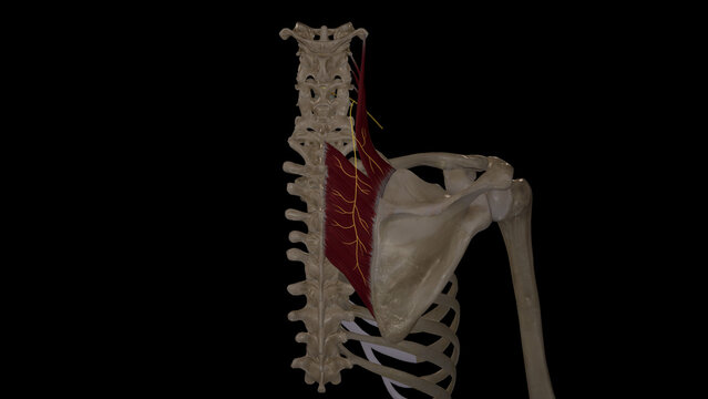 Dorsal Scapular Nerve