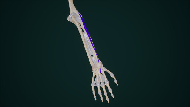 Extensor Carpi Radialis Brevis Muscle Anatomy