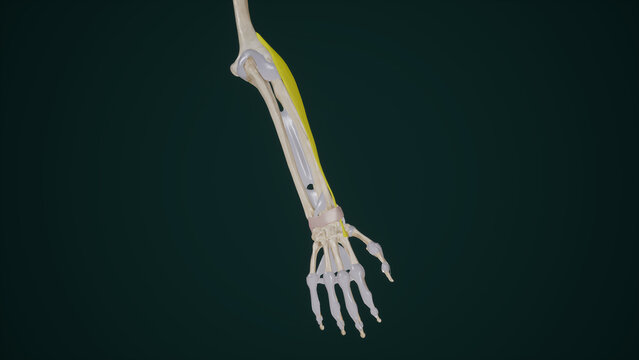 Extensor Carpi Radialis Longus