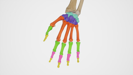 Hand and Wrist Bones