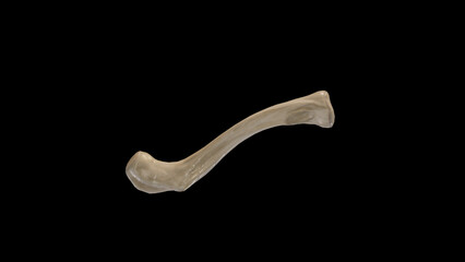 Inferior view of Right Clavicle