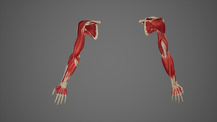 Obraz na płótnie Canvas Muscles Anatomy of Upper Limb