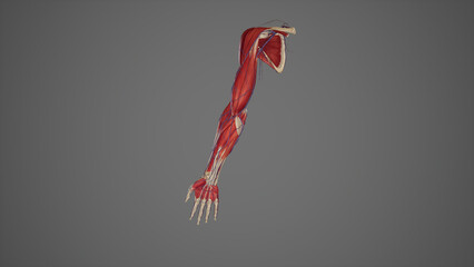 Obraz na płótnie Canvas Muscles and vessels Anatomy of Upper Limb