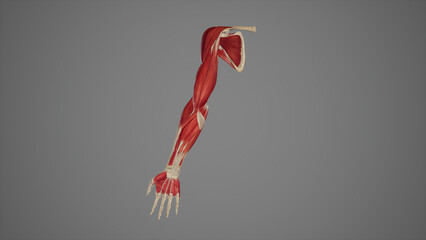 Muscles of Upper Limb