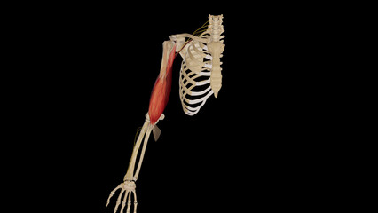 Musculocutaneous Nerve