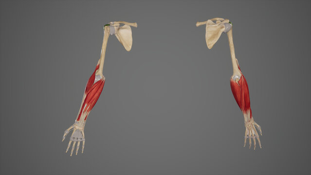 Muscles of forearm anterior and posterior view