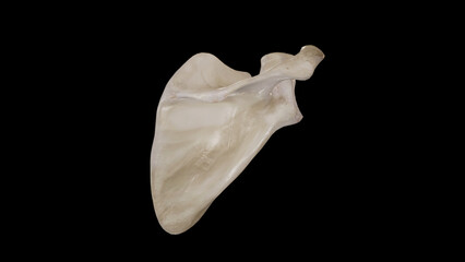 Posterior view of Right Scapula