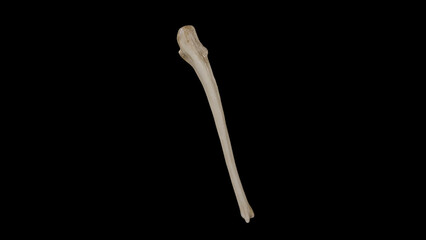 Posterior view of Right Ulna