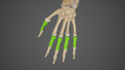 Proximal Phalanges of Hand
