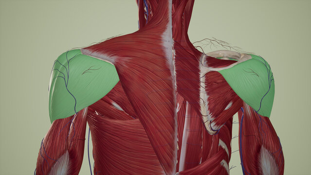 Medical Illustration of Shoulder Muscles-Deltoid