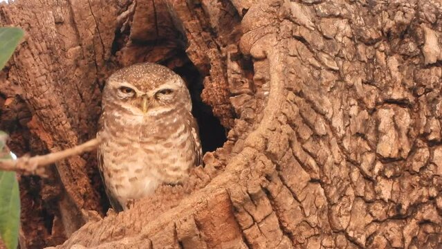 Owl in tree ole - sleeping.