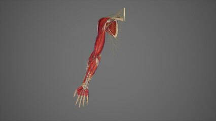 Upper limb with muscles-blood vessels and nerves