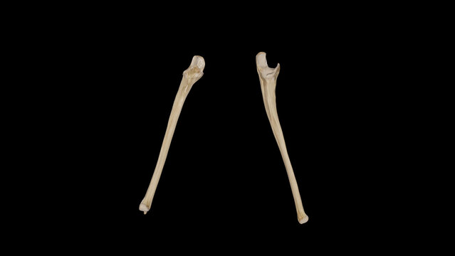 Ulna front and radial side