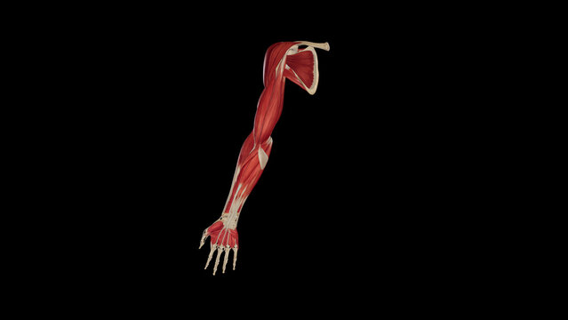 Anterior View of Upper Limb Muscles