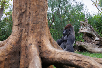 Western Lowland Gorilla on the Grass