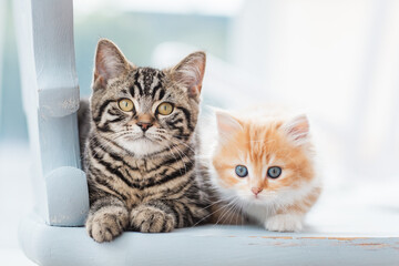 zwei Katzen auf Stuhl im Wohnzimmer, helle Umgebung