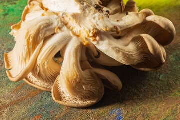 Fresh mushrooms lie on a bright background - Abstract backdrop - top view of a still life