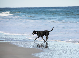 A black labrador retriever dog playing in the surf at the beach.