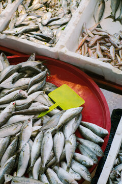 A catch of fresh European bass fish on a big red tray