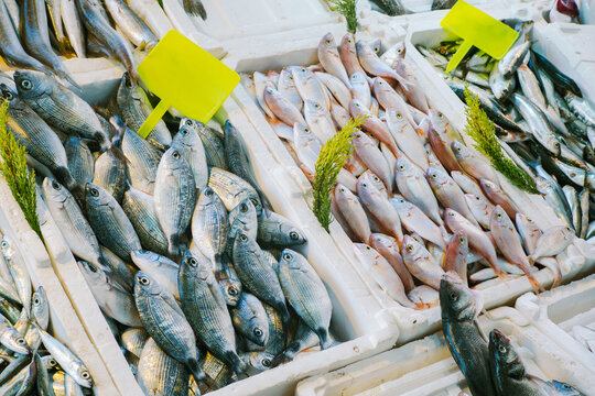 A counter with a variety of fish