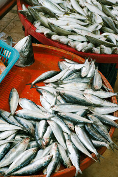 A catch of fresh European bass fish on a big red tray