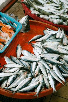 A catch of fresh European bass fish on a big red tray