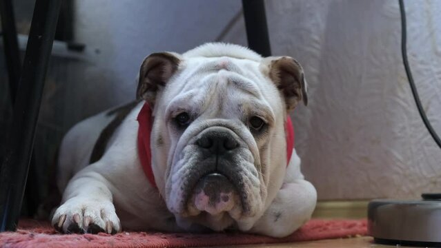 Funny english bulldog dog with red collar lies on the floor and looks around at home. The concept of pets and home comfort and Health of a pet. 4k. High quality 4k footage