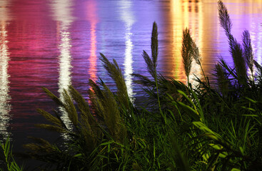 Closeup of the river and reeds under the neon lights of the bridge