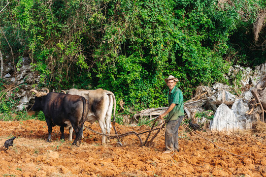 Senior man plowing at field on summer day