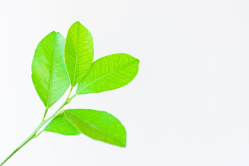 Lemon natural green leaves isolated on white background.