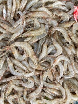 Prawns are stacked and selling in a local fish market in India