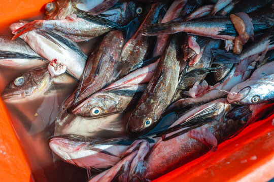 Fresh Caught Fish 