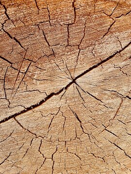 cut tree close up