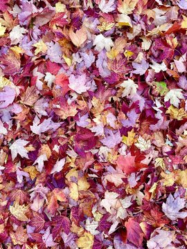 maple leaves in autumn