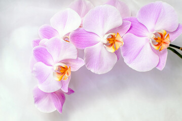The branch of purple orchids on white fabric background