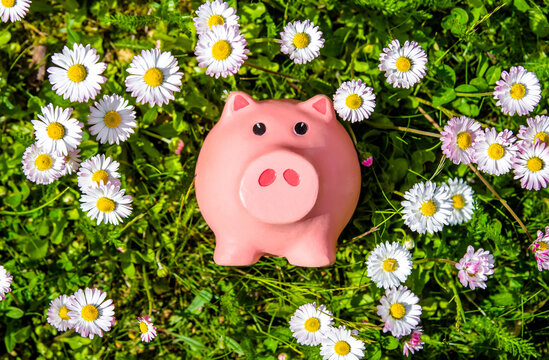 Piggy Bank on the background of blooming daisies
