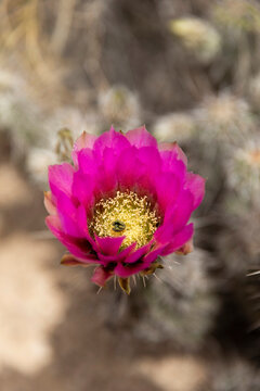 Arizona Desert with pink Saguaro cactus flower close up