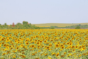 Sunflower field in Bulgaria in Summer