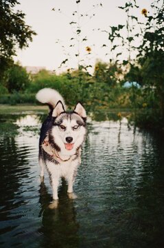 Husky In The Water