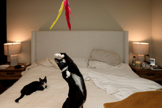 Kittens Playing