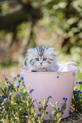langhaarige Katze im Garten, niedliches Katzenkind