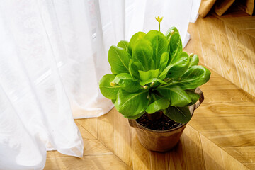 Hawaiian palm (Brighamia insignis) growing and blooming in flower pot. This houseplant is called olulu or cabbage on a stick. Endangered species 