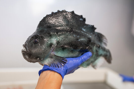 Lumpfish out of the water